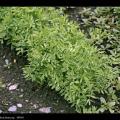 Lentil (Lens culinaris), plant habit