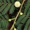 Leucaena leucocephala flowers