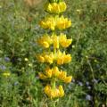 Yellow lupin (Lupinus luteus) inflorescence