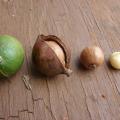 Macadamia (Macadamia integrifolia), fruit, nut, and kernel