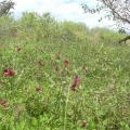 Phasey bean (Macroptilium lathyroides) stand, Hawaii