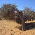 Atil (Maerua crassifolia Forssk.) tree, Sahara, Mauritania