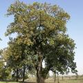 Mahua (Madhuca longifolia), tree
