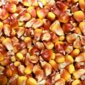 Maize grain