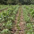 Field with maize, cassava and jack bean