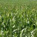 Maize field, Germany