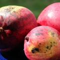 Mango fruit, Hawaii