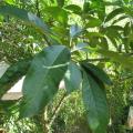 Mango leaves, North Vietnam