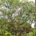 Manicoba or ceara rubber tree (Manihot glaziovii)