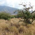 Manila tamarind (Pithecellobium dulce), habit, Hawaii