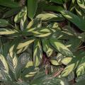 Arrowroot (Maranta arundinacea) leaves