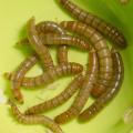 Mealworms (Tenebrio molitor)