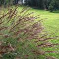 Molasses grass (Melinis minutiflora) inflorescences 