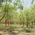 Moringa (Moringa oleifera) plantation