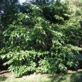 White mulberry (Morus alba), habit