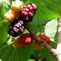 Ripe fruit and foliage of black mulberrry (Morus nigra)