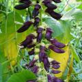 Velvet bean (Mucuna pruriens) flowers