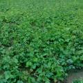 Mung bean (Vigna radiata) field