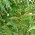 Neem (Azadirachta indica) leaves and fruits, Kahului, Maui, Hawaii