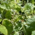 Perennial soybean (Neonotonia wightii), Hawaii