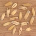 Oats (Avena sativa)