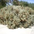 Old man saltbush (Atriplex nummularia), habit