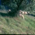 Olive trees (Olea europaea) and browsing sheep, Andalusia, Spain