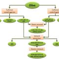 Olive oil processing