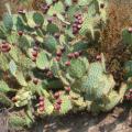 Opuntia, South of France