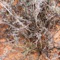 Osteospermum spinescens, Photographer: C.Mayer
