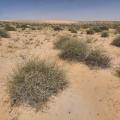 Desert grass (Panicum turgidum) tussocks