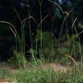 Bahia grass