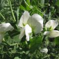 Pea flowers