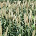 Pearl millet, early grain fill