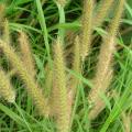 Pennisetum polystachion inflorescences at Kahului Airport, Maui