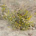 African sheepbush (Pentzia incana) habit