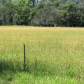 Stand of bulbous canary grass (Phalaris aquatica), South West Rocks, Australia