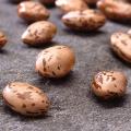 Common bean seeds (Phaseolus vulgaris) var. Pinto