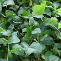 Lima bean (Phaseolus lunatus), leaves, Maui, Hawaii