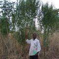 Pigeon pea (Cajanus cajan) plants in Togo