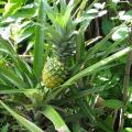 Pineapple (Ananas comosus), habit, Bali, Indonesia