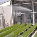 Microalgae (Nannochloropsis) in pipes, aquaculture facilities in Australia