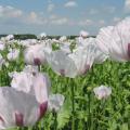 Poppy (Papaver somniferum) field, France