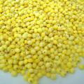 Proso millet (Panicum miliaceum) grain