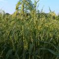 Proso millet (Panicum miliaceum) spike