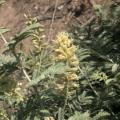 Prosopis farcta flowering
