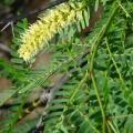 Mesquite (Prosopis juliflora), flowers and leaves, Hawaii