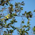 Guava (Psidium guajava) habit, Maui, Haiku, Hawaii