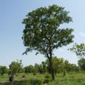 Barwood (Pterocarpus erinaceaus) tree, habit