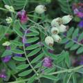 Purple vetch (Vicia benghalensis), habit, Spain